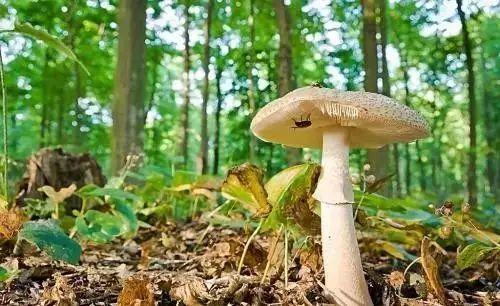 娱乐吃瓜酱菌,揭秘娱乐圈那些不为人知的幕后故事