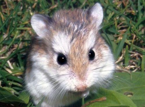 娱乐吃瓜酱本鼠,揭秘娱乐圈那些不为人知的幕后故事