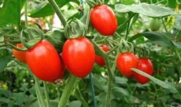 快手网红圣女果吃瓜,揭秘网红圈幕后故事