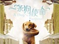 一条狗的使命3爆料视频,狗狗守护使命，感人故事再续篇章