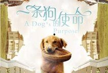一条狗的使命3爆料视频,狗狗守护使命，感人故事再续篇章