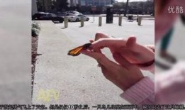 落鸟在线观看,穿越时空的奇遇之旅