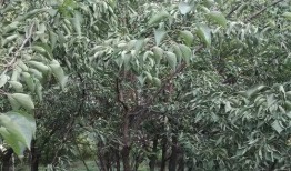 长春花溪谷最新爆料,隐秘仙境探秘，生态旅游新热点即将开启