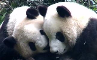 娱乐吃瓜大熊猫,揭秘大熊猫的娱乐生活